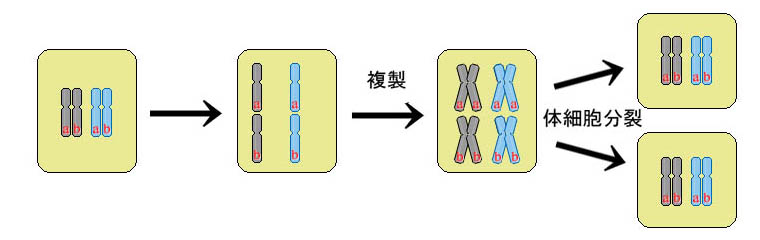 体細胞分裂説明図